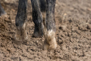 Horse Feet